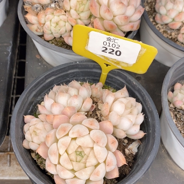 福利多多，0102220