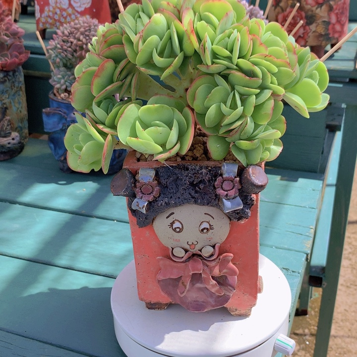 碧桃朵朵无砍自然群