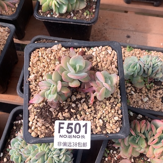 简***单血凤缀化501 亏本处理不退不换7-8天发货