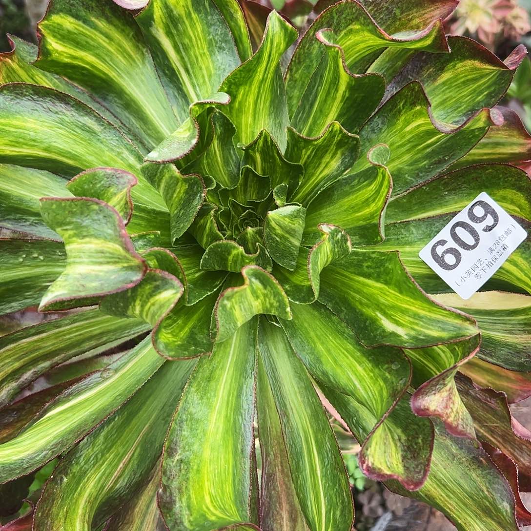 多肉植物609小冰七彩