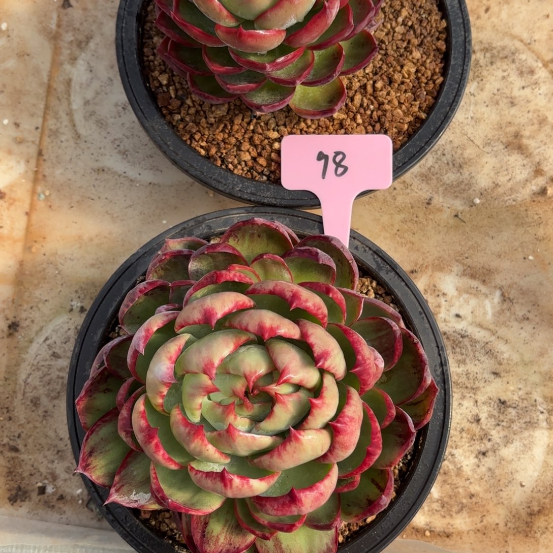 多肉惊鸿仙子 98号