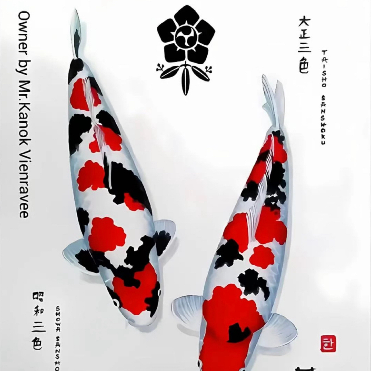 【蓝牌1-10号】15-25cm血统锦鲤大正红白金松银松易活包邮包损