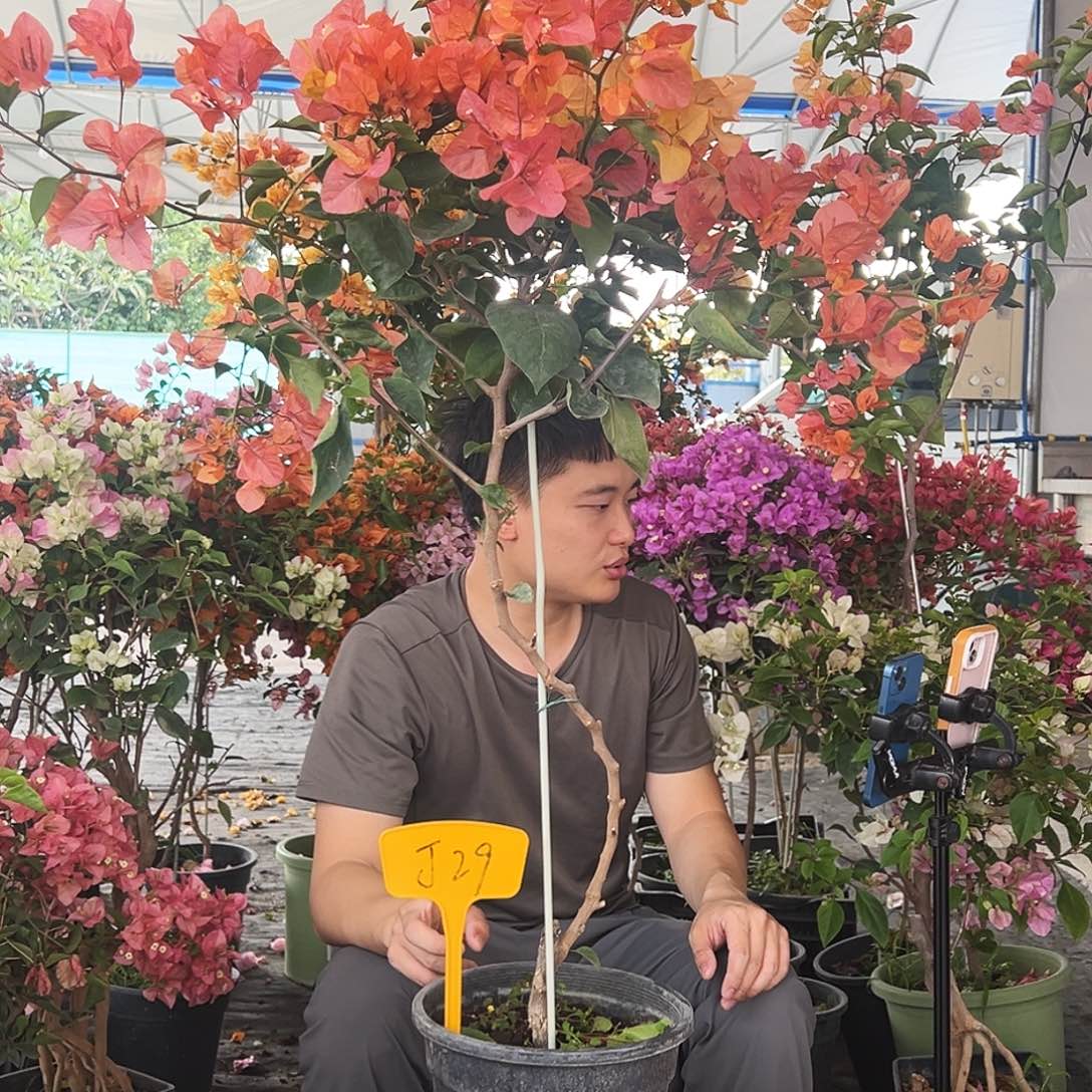 一***提大部分花苞少量开放J29阿达纳