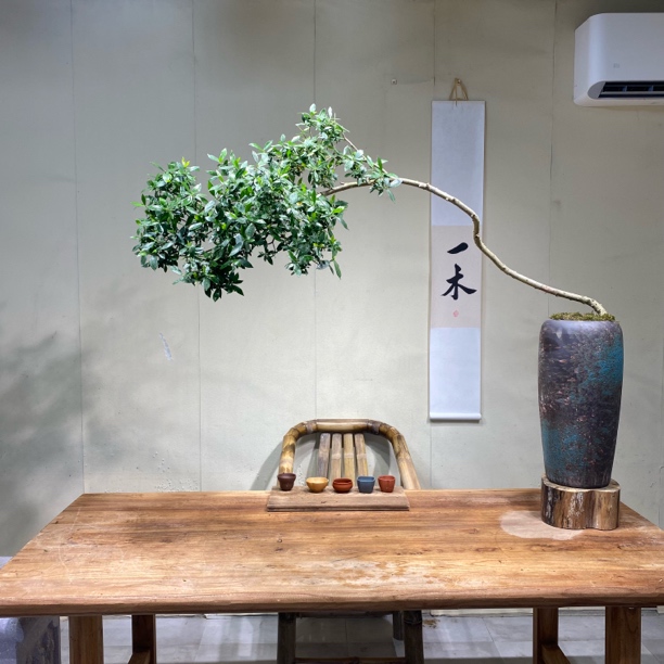 一木｜精品海岛栀子花盆景自然弯曲灵动飘枝造型室内外造景