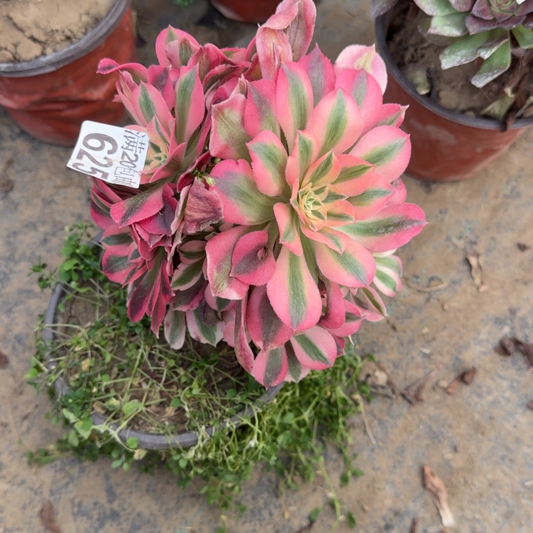 張***娘粉女巫625满20包邮断枝不包瑕疵