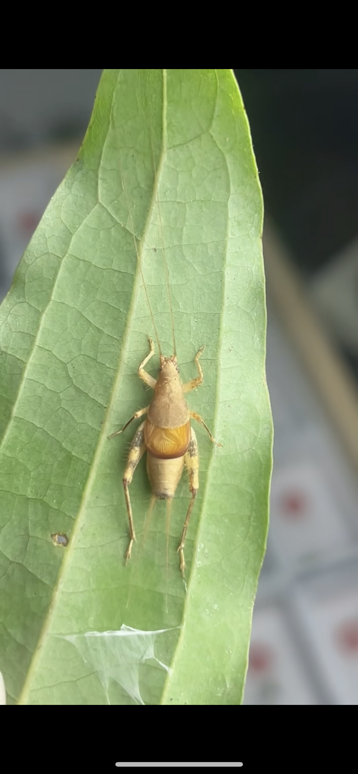 新到金孔雀模型好看