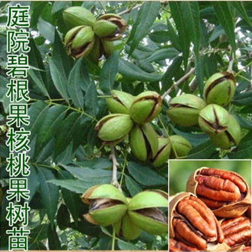 核桃树苗美国碧根果树嫁接苗长寿果当年结果南方北方种植盆栽苗