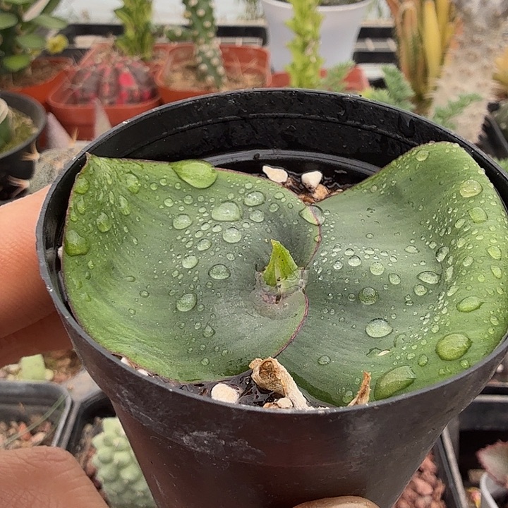 艳镜带盆发6仙人球