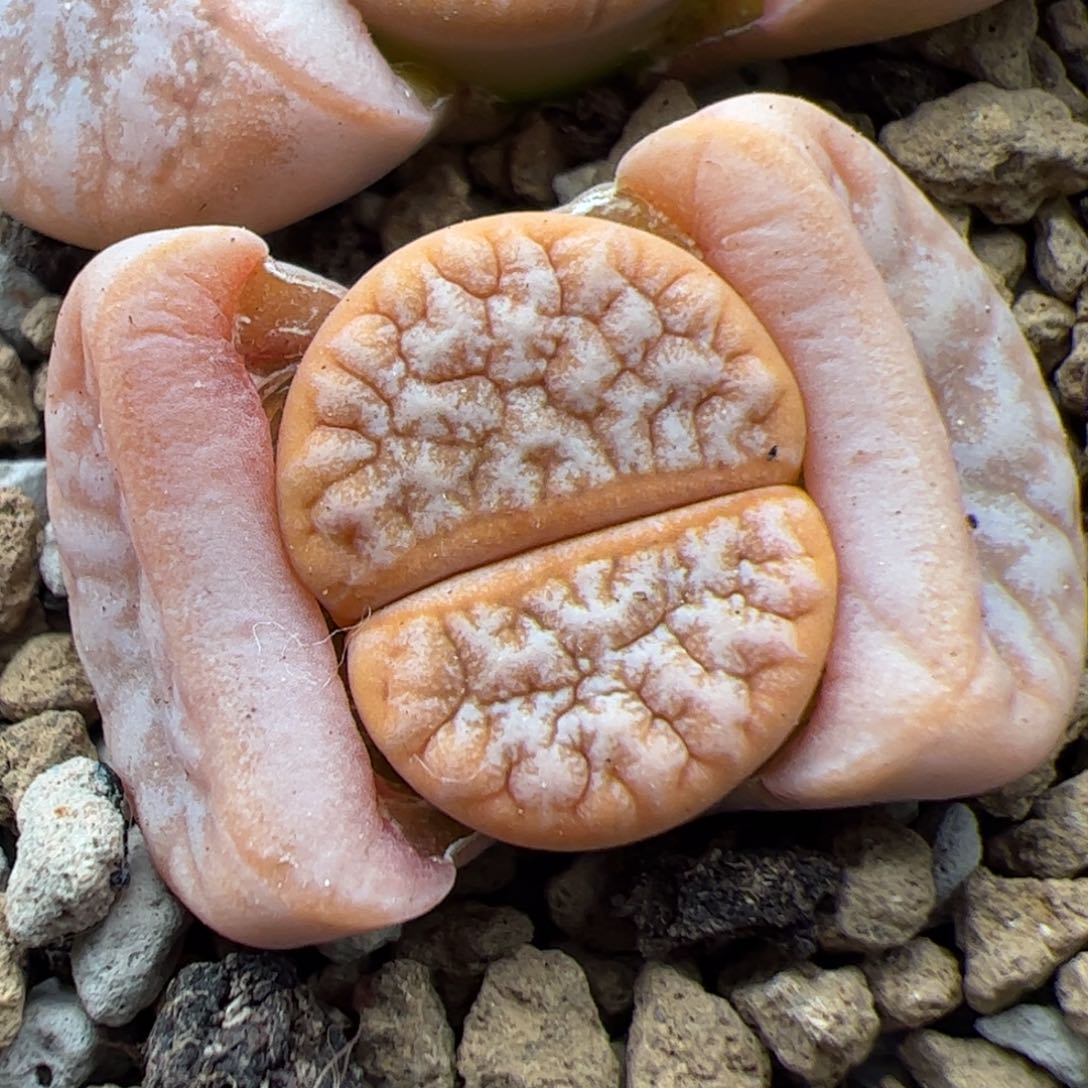 0443号拿铁 多肉植物