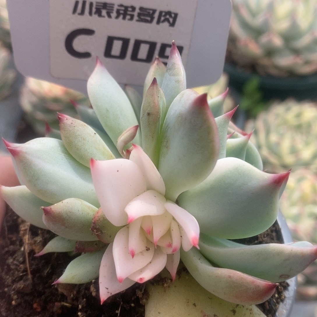 009锦锦锦锦锦锦锦