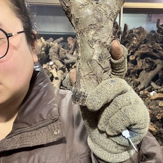 香榧木榜**哥火琉璃的故事毛料摆件