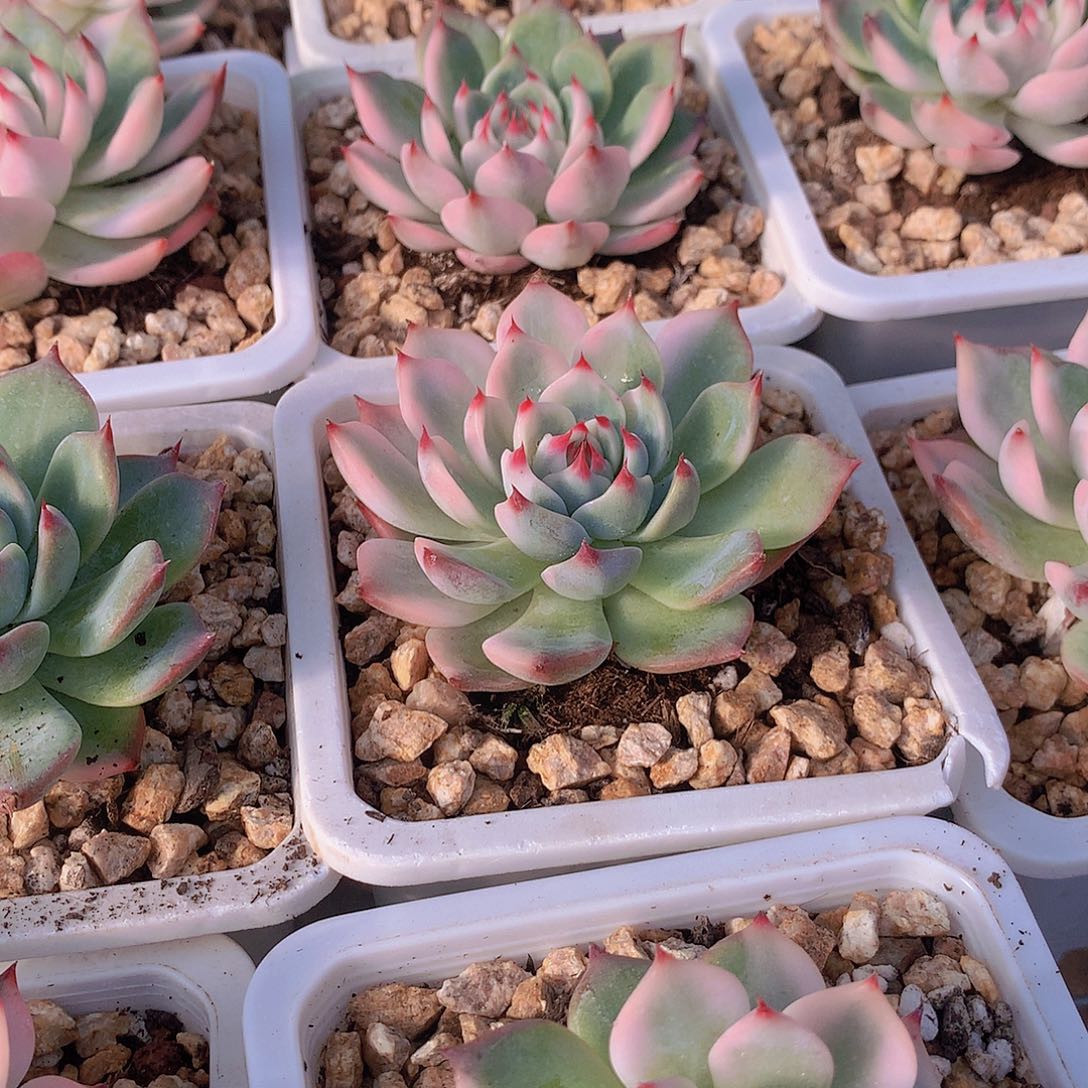 吉娃娃锦35667889990