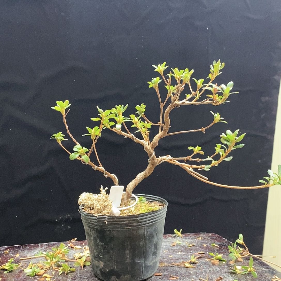 红陶乐杜鹃花1760