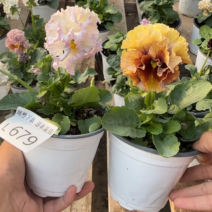 山***饰无花朵L679两棵一组小苗低于零下5勿拍