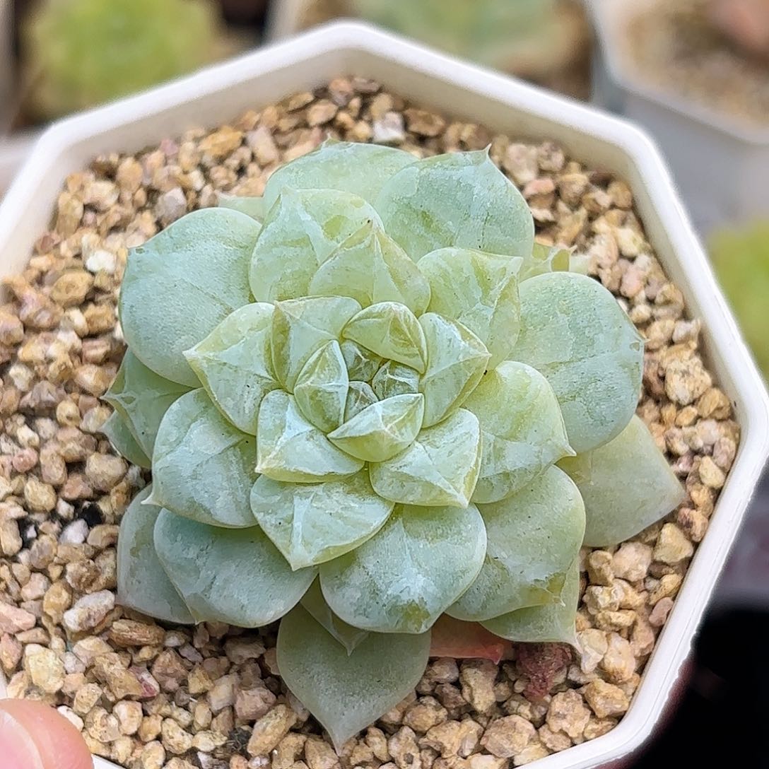 e**j69 脱土发 凑满12.8发货 新疆西藏内蒙不发货