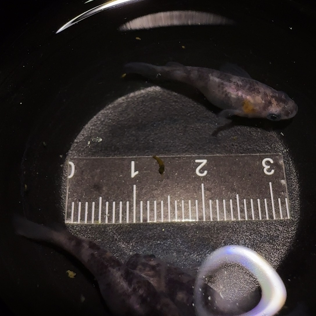 青鳉鱼一物一拍112