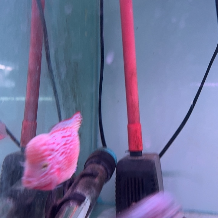 罗汉鱼F1水头古幻罗汉观赏鱼