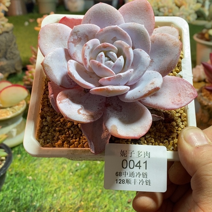 0041啊啊啊啊啊啊啊啊啊啊