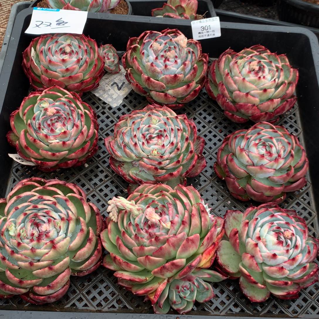 米****?301惊鸿。8颗送一颗。尺寸12。多肉植物