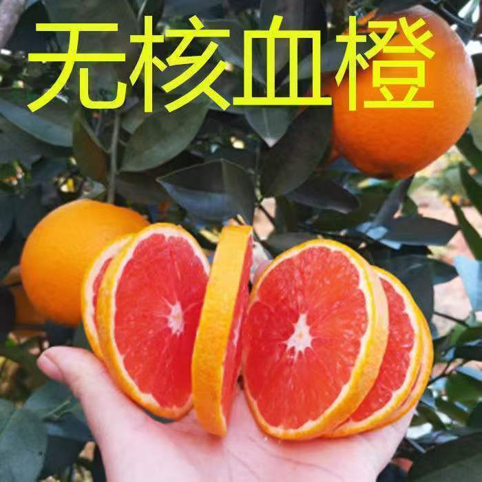 嫁接赣南脐橙树苗果冻橙子苗嫁接南方北方种植当年结果盆栽地栽苗