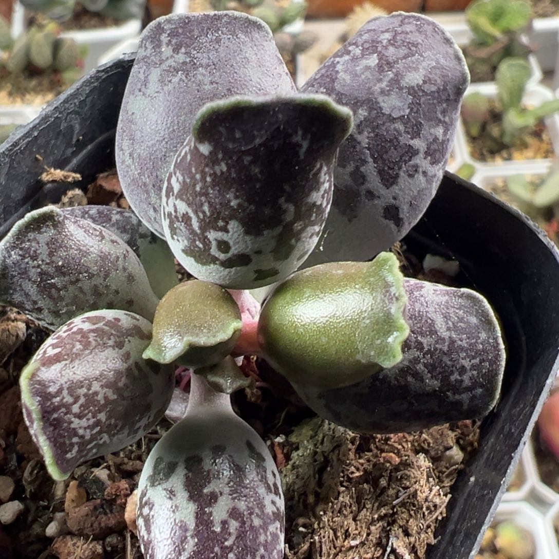 墨点斑海豹单头纯木质桩多肉植物