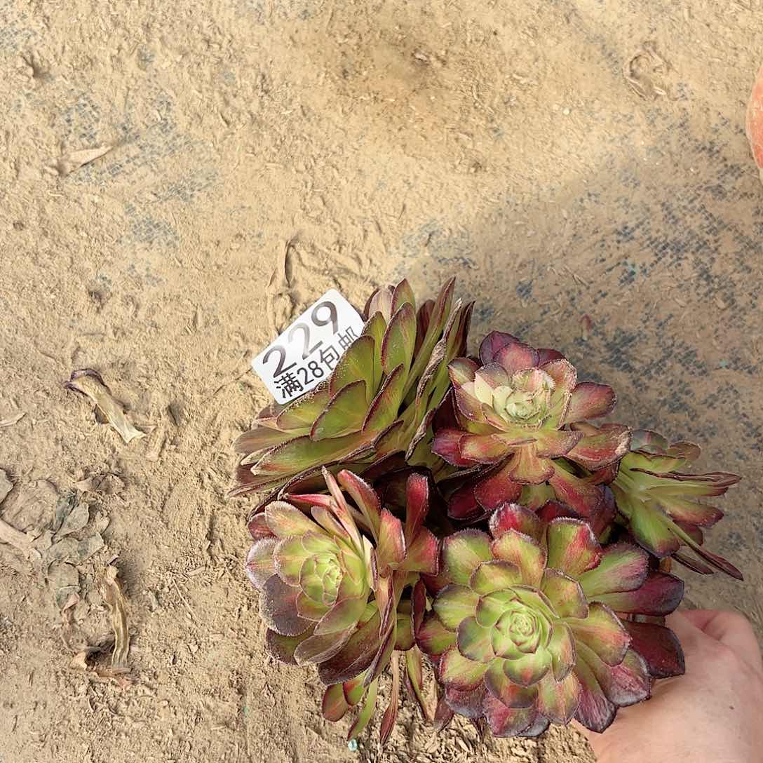 W. 229七彩海王多肉11111