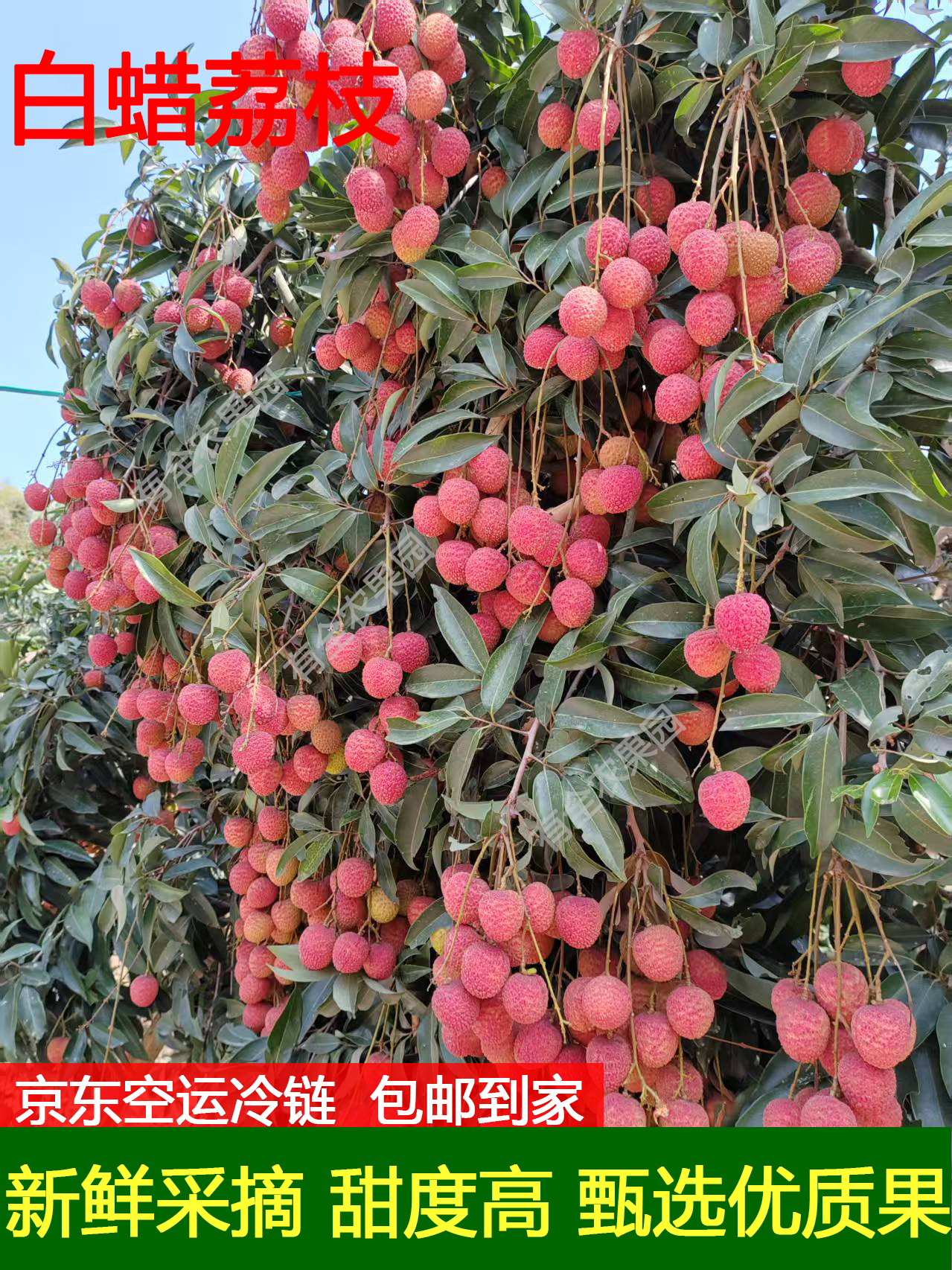 广东高州水库新鲜老树白蜡荔枝当季水果现货现发空运冷链包邮