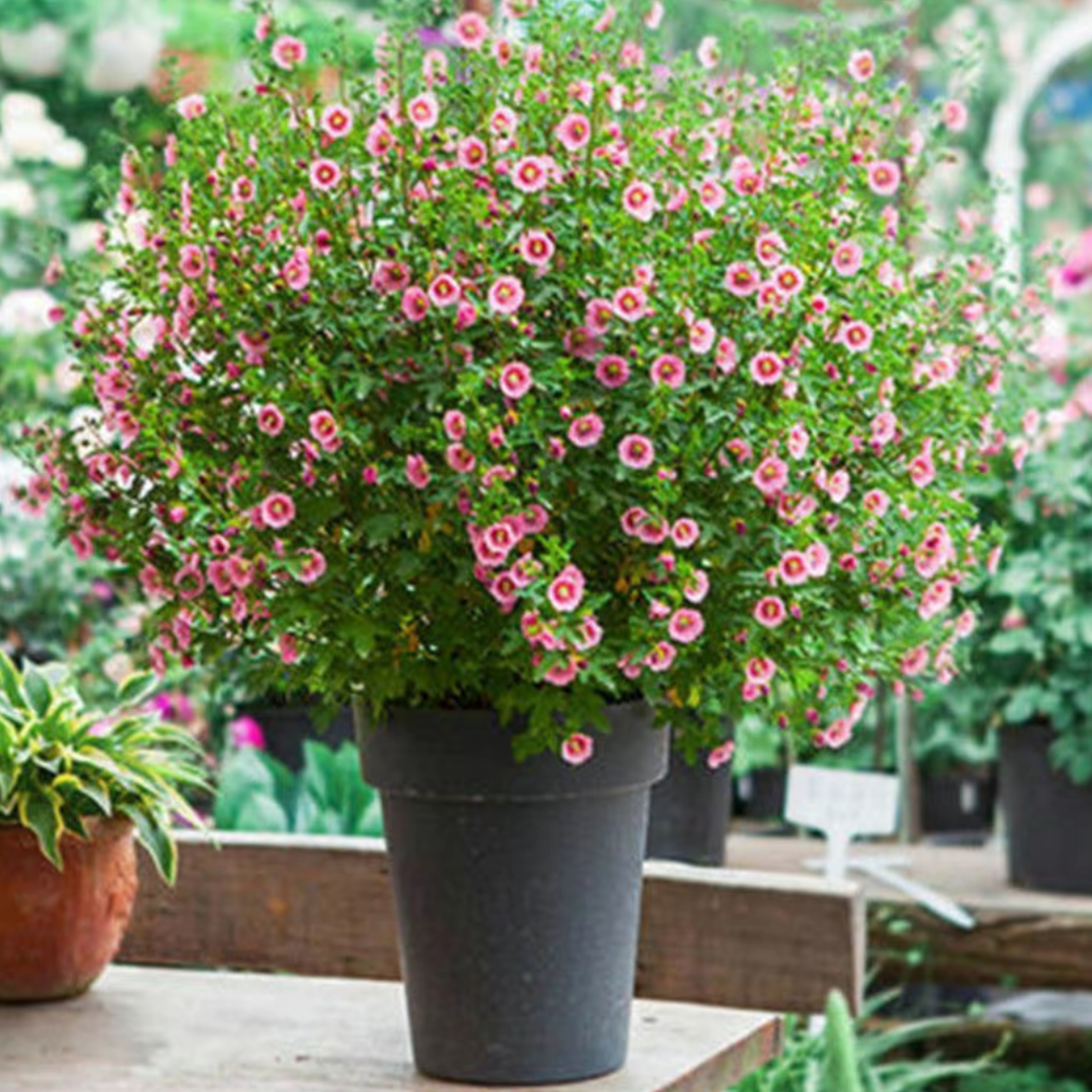 小木槿盆栽庭院阳台花卉植物带花苞四季开花耐寒耐热