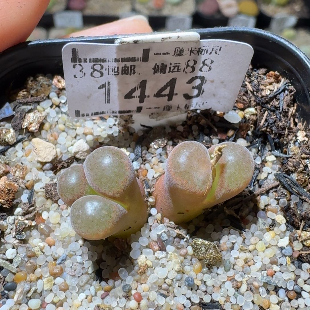 Sss清啊便宜出1443