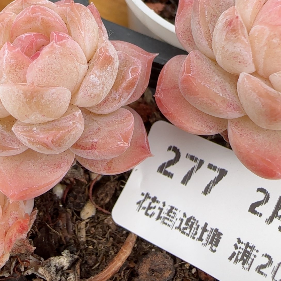 花语逸镜0203-277