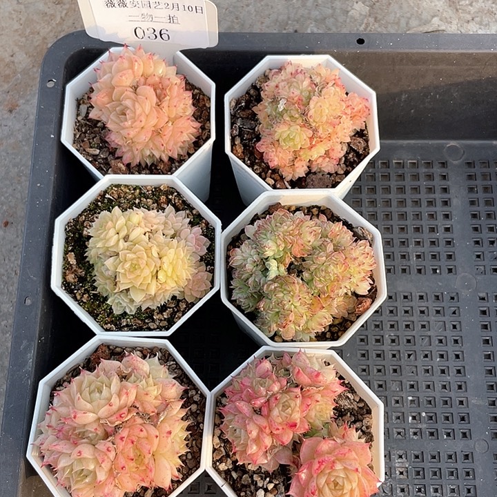 薇薇安园艺多肉036