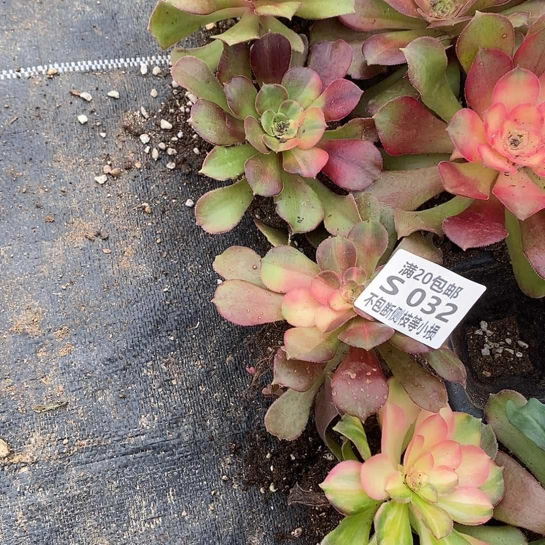 032韶羞七彩花脸量拍单头