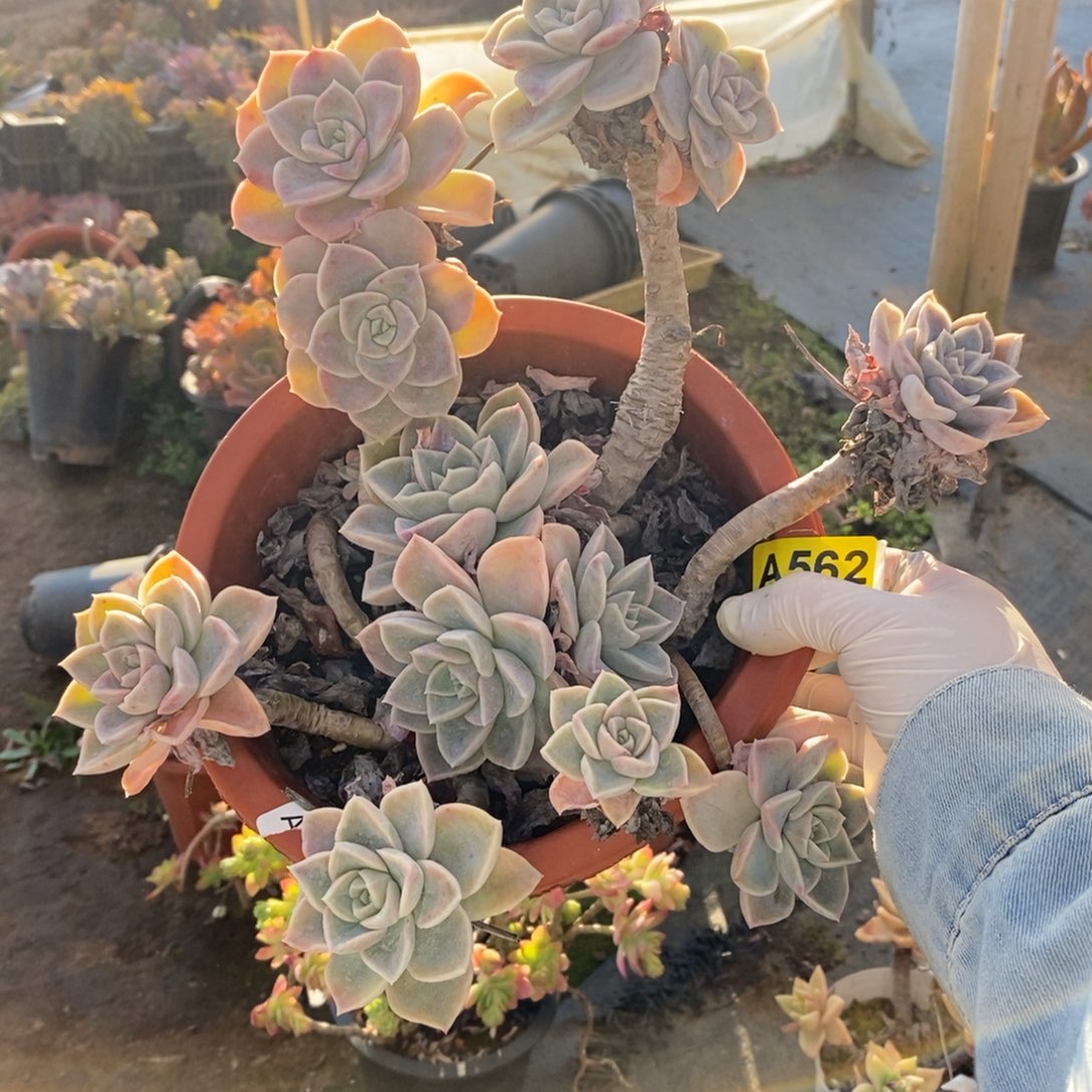 562哈利沃森一物一拍