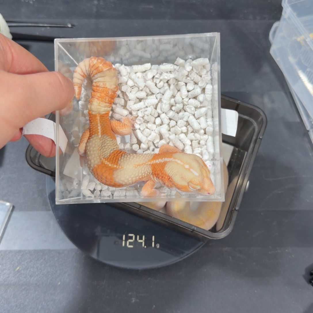 肥尾守宫白化象牙ph暴单母118克全品健康稳冻