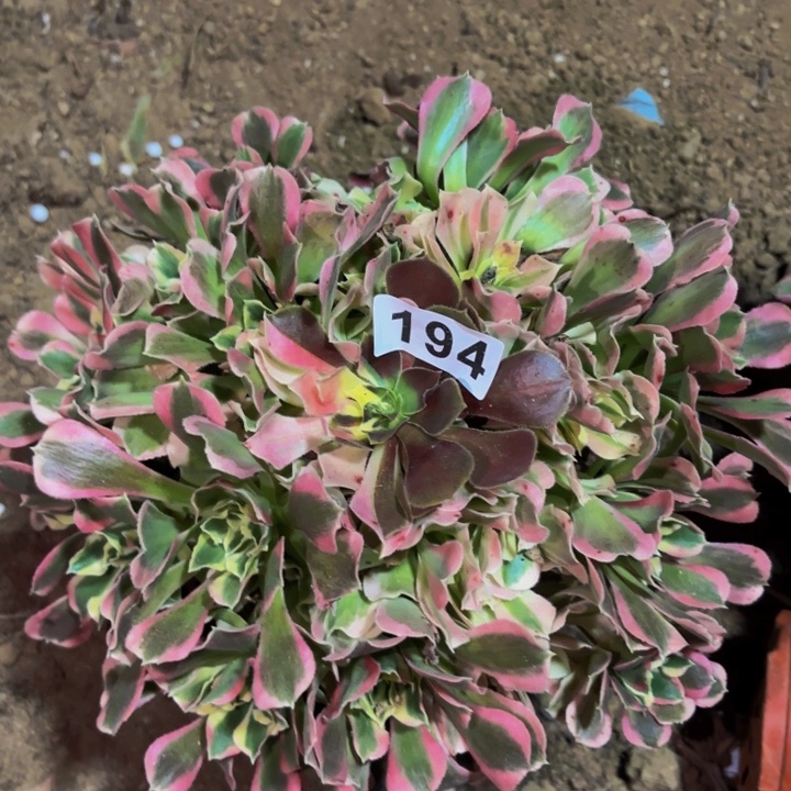 194白凤多肉植物不售后