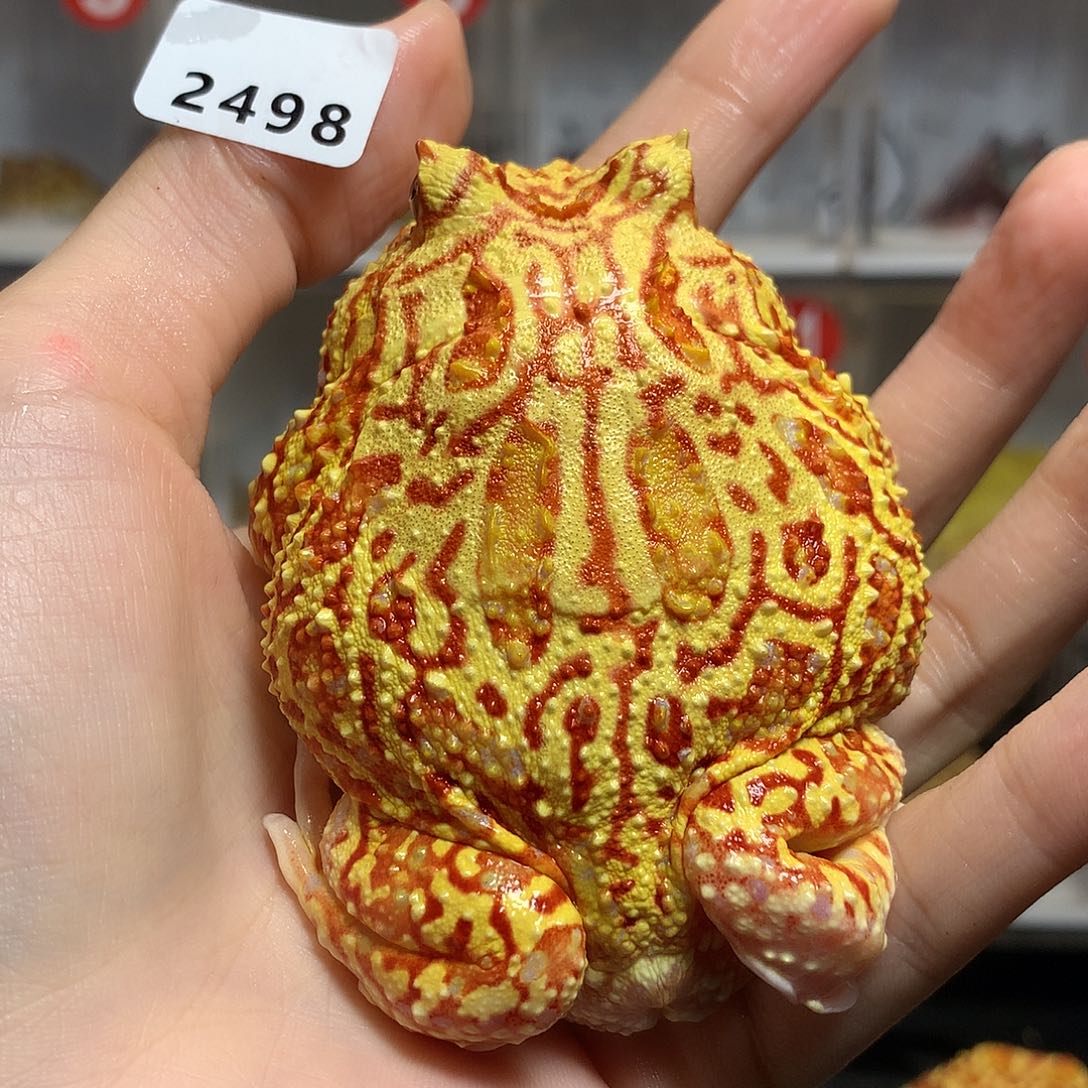 角蛙2498火龙火龙公