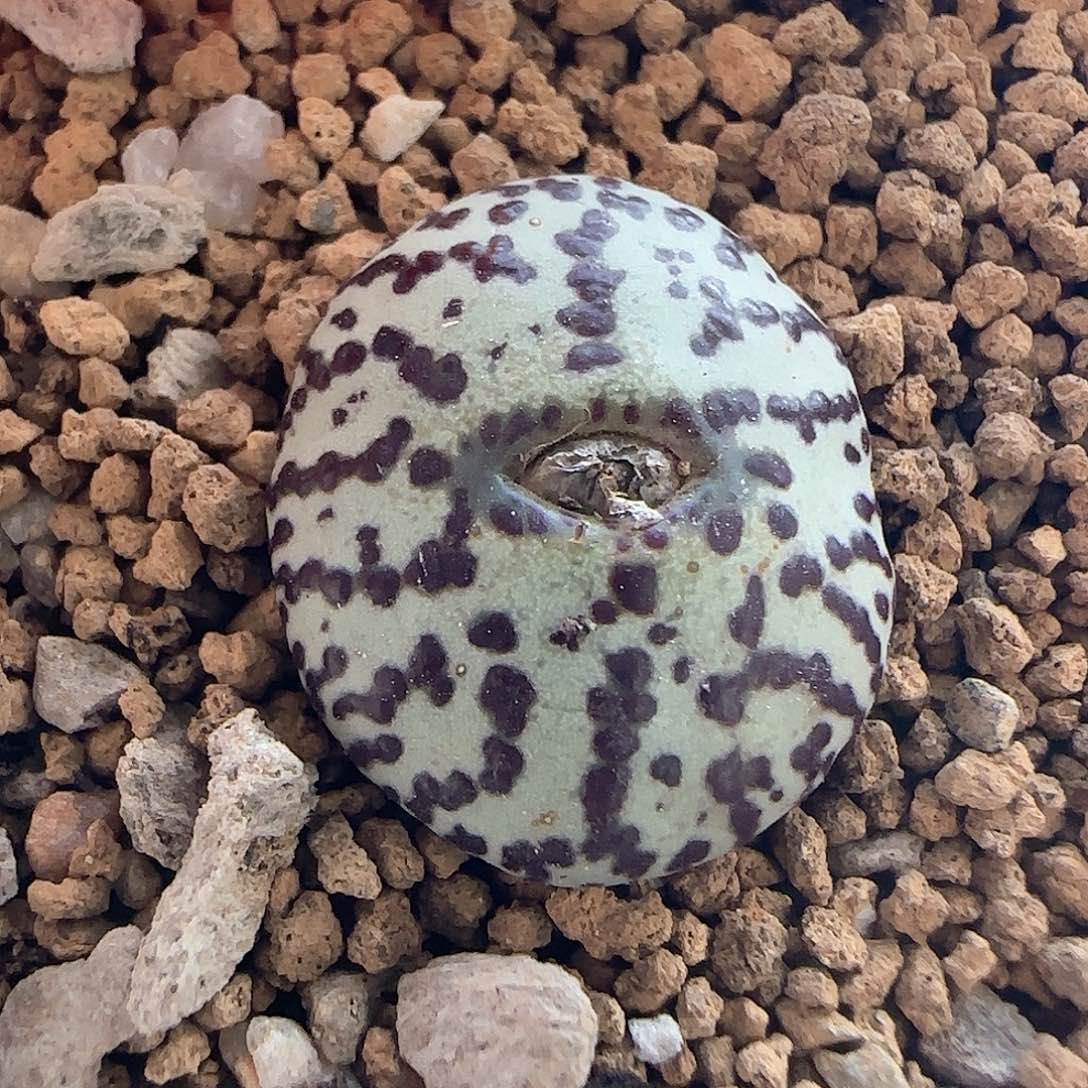 28包邮脱土发货26767