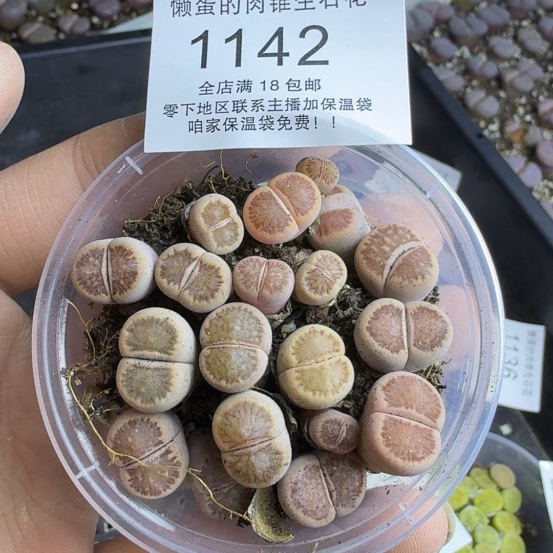 1142 哈哈哈哈哈哈哈