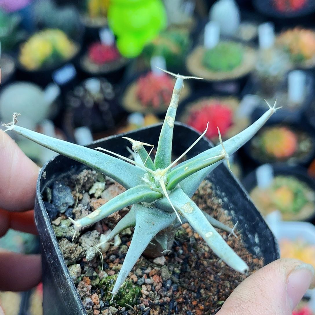 黄山非偏远地区满25包邮仙人球