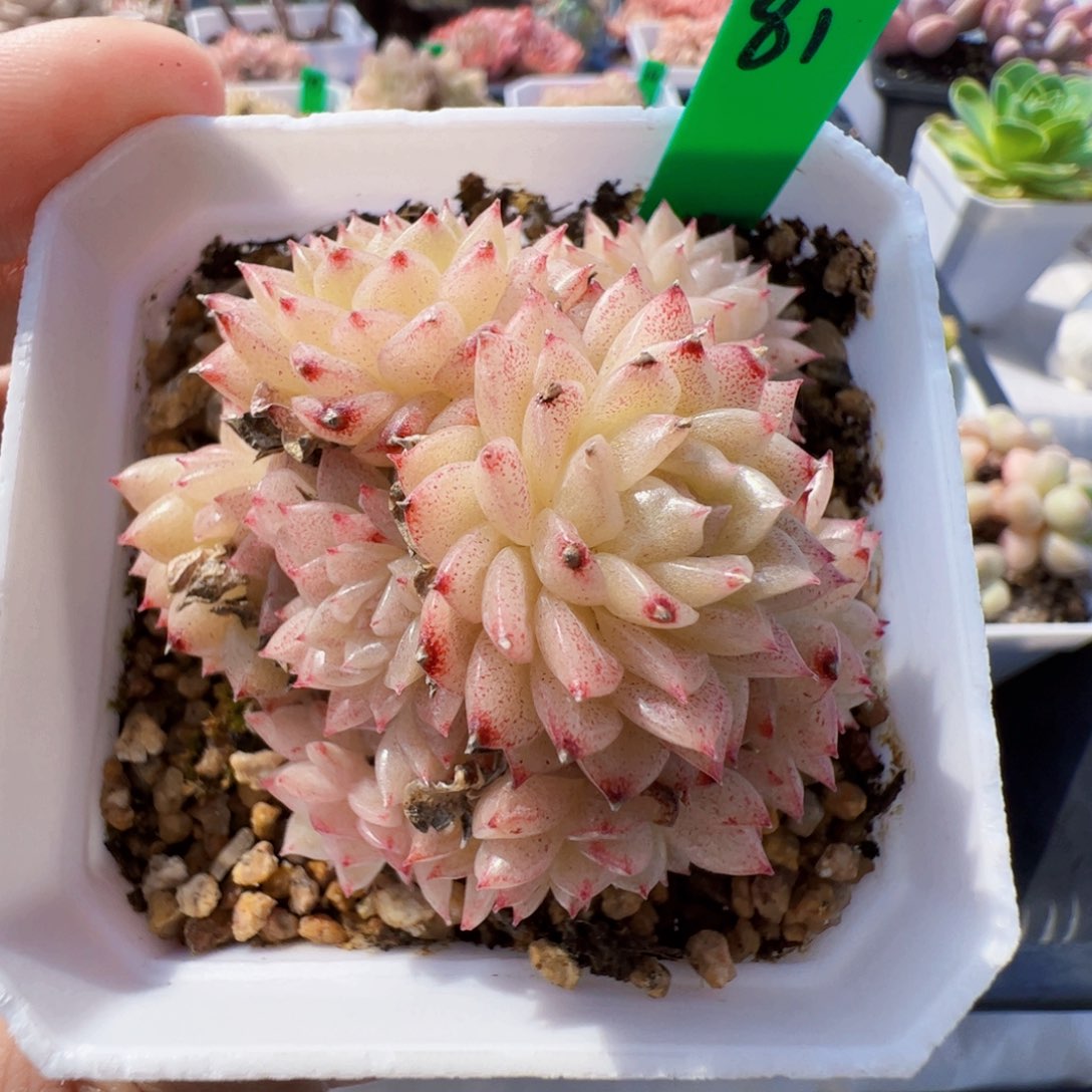 81 星宝精品多肉