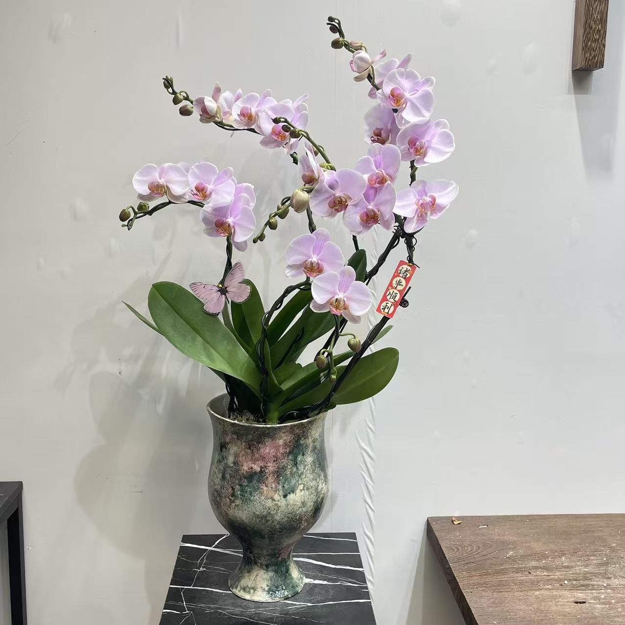 【晚风蝴蝶兰】 粉系温柔风兰花成品 客厅玄关轻奢花艺摆件带盆