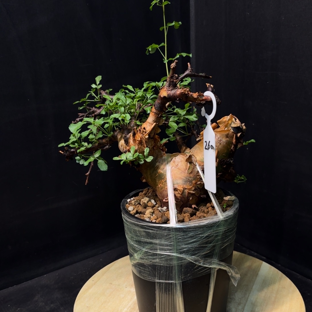 黑皮勃然恩斯带盆土h