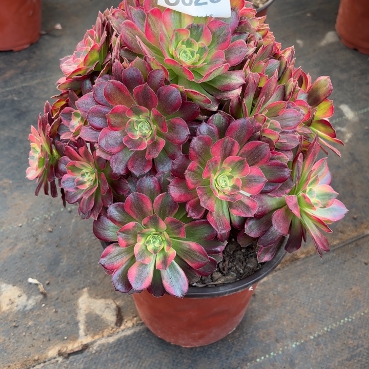 瑞妈，，。。。。。。825安娜。