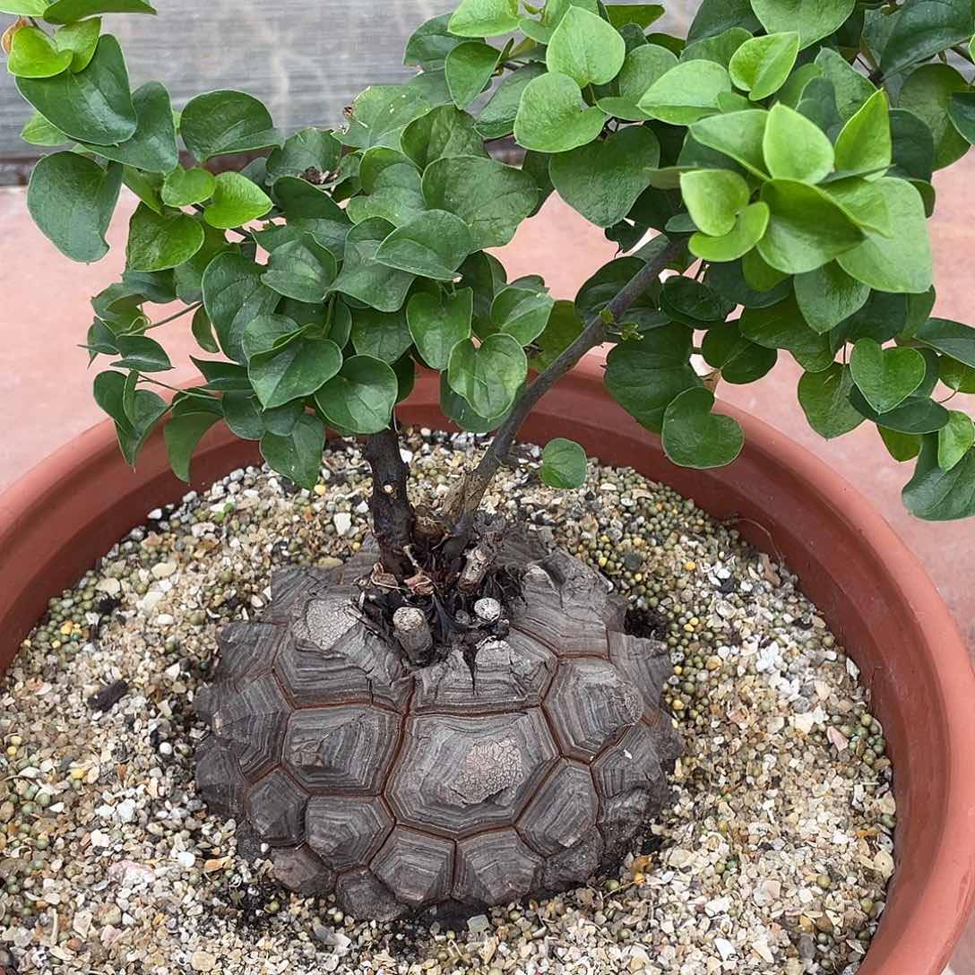 龟甲龙定盆定养带盆发货