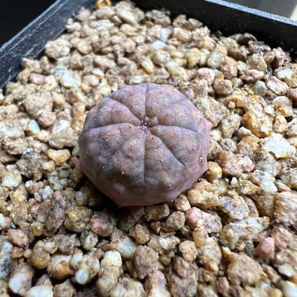 胭脂布纹球实生带盆仙人球盆栽室内植物白毛不扎手好养易活