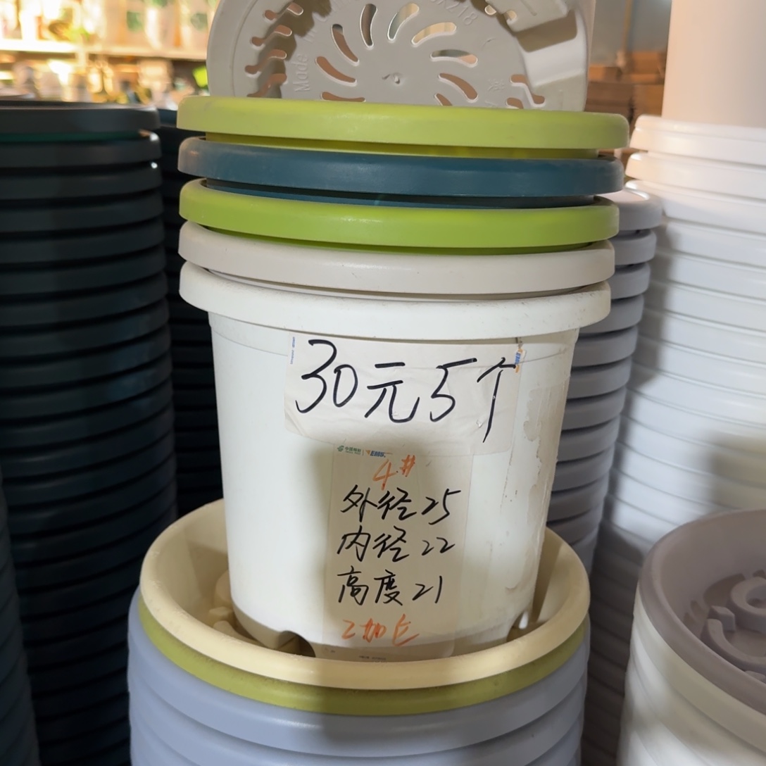 四季4#口径25无拖果绿8个