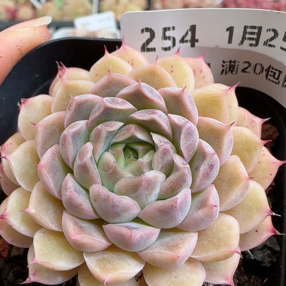 花语逸镜0125-254翡翠月影