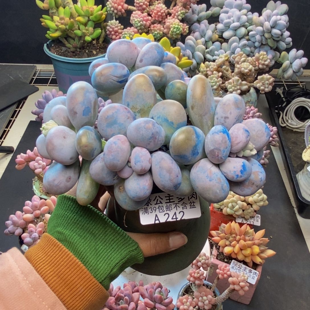 用****9242芭比奶多肉13c m