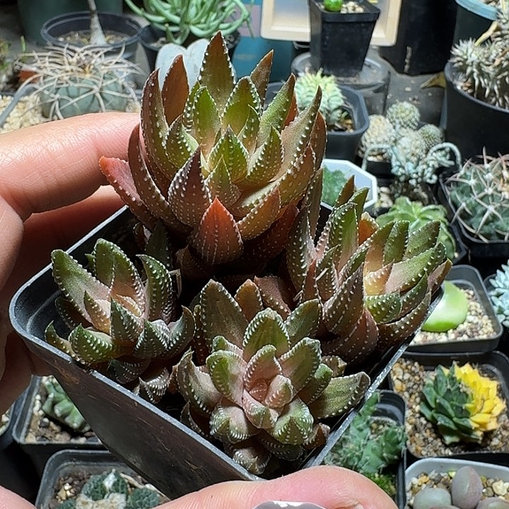 208九轮塔锦带盆发货