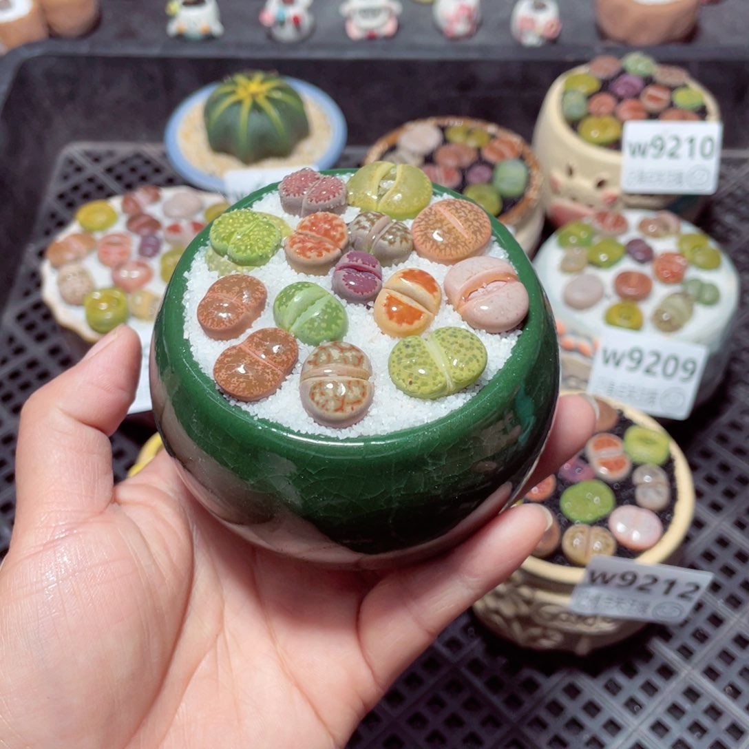 w9213 带盆土发货-零下地区拍保温箱